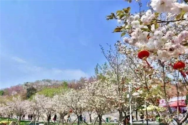 長沙潯龍河櫻花谷、田漢文化園一日游