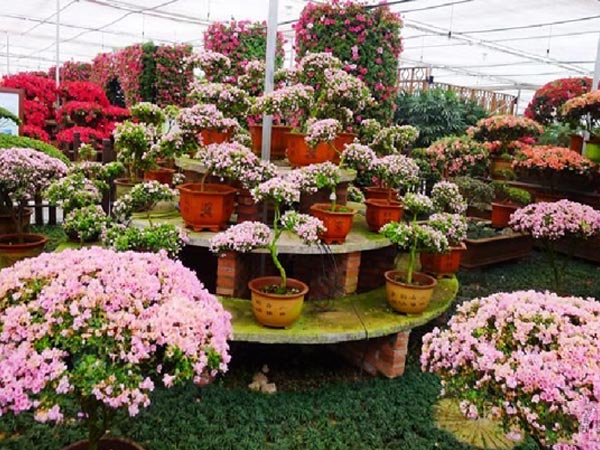 湘潭盤龍大觀園賞花一日游 湘潭盤龍大觀園賞花一日游