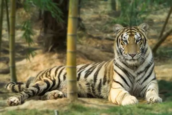 長(zhǎng)沙三珍虎園、楊開慧故居一日游