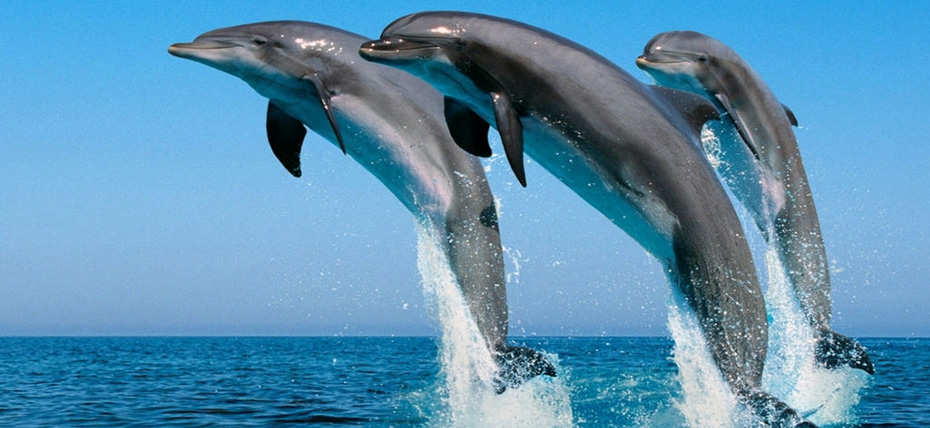 澳大利亞、新西蘭澳妙無(wú)瓊11日