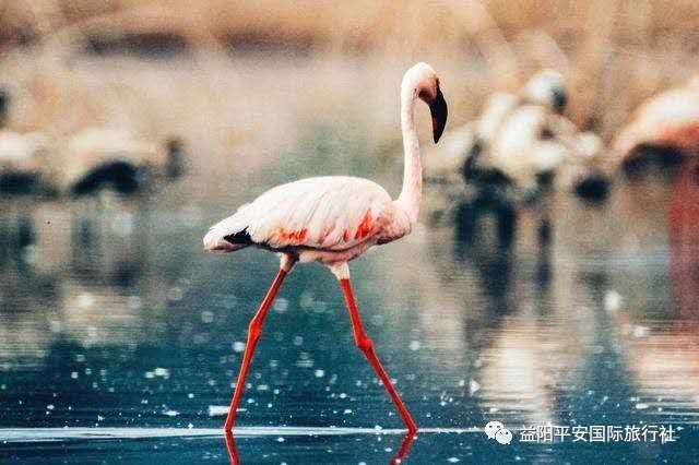 發(fā)現(xiàn)非洲體驗(yàn)之旅肯尼亞10游 發(fā)現(xiàn)非洲體驗(yàn)之旅肯尼亞10游