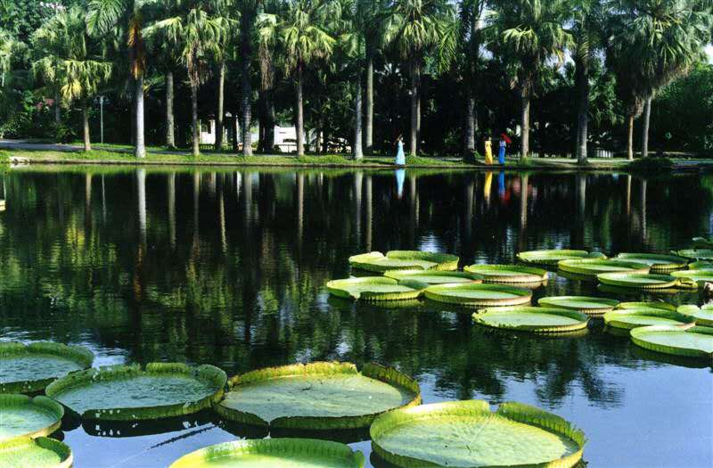 直飛西雙版納熱帶雨林體驗(yàn)4晚5日游 直飛西雙版納熱帶雨林體驗(yàn)4晚5日游