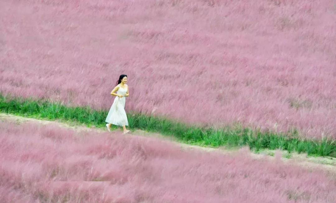 城頭山遺址公園粉黛花海一日游 城頭山遺址公園粉黛花海一日游